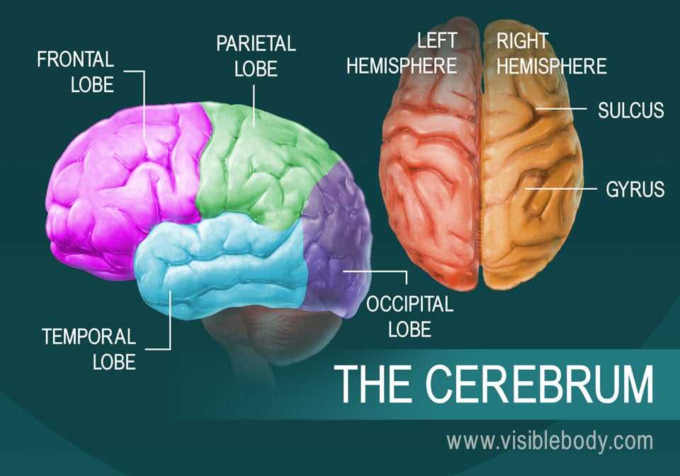 parts of the brain simple diagram