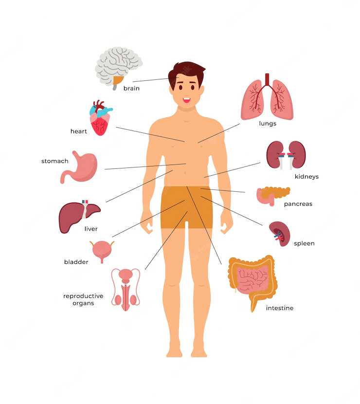 the human body parts diagram