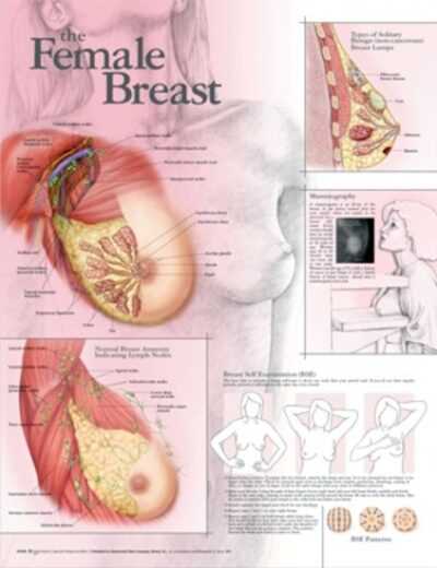 parts of the breast diagram