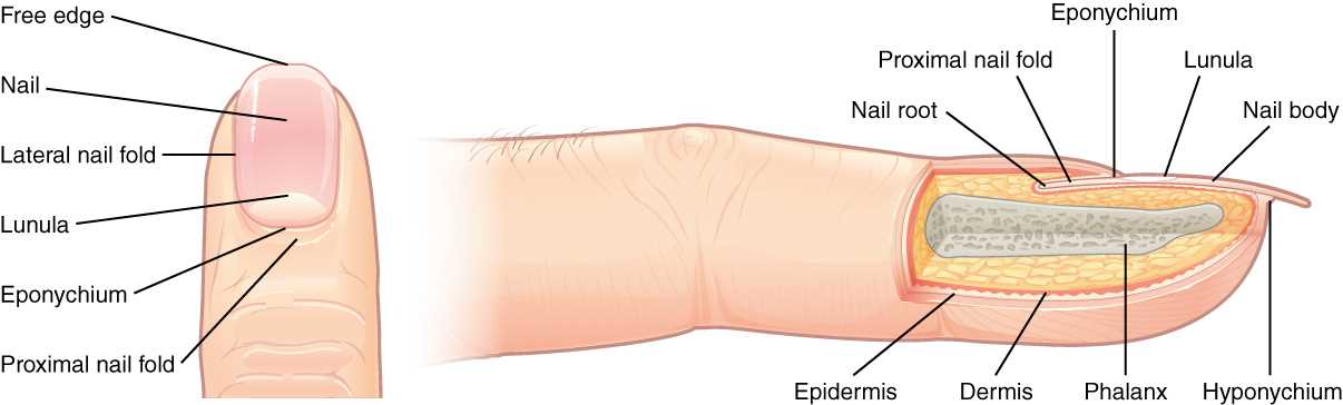 parts of nail diagram