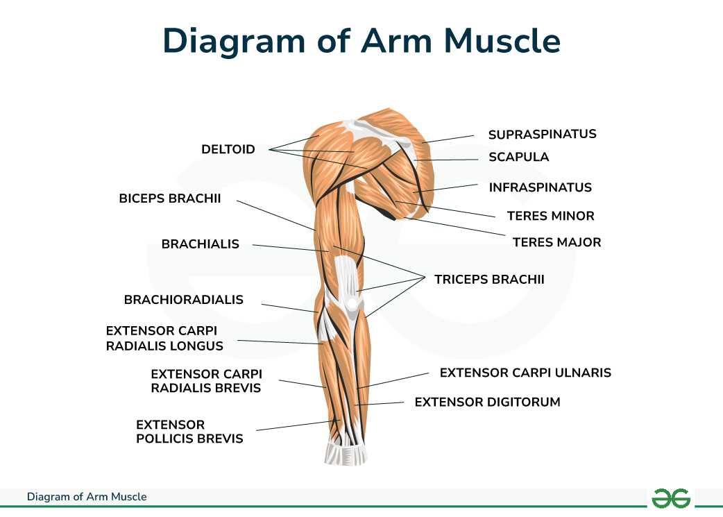 parts of the arm diagram