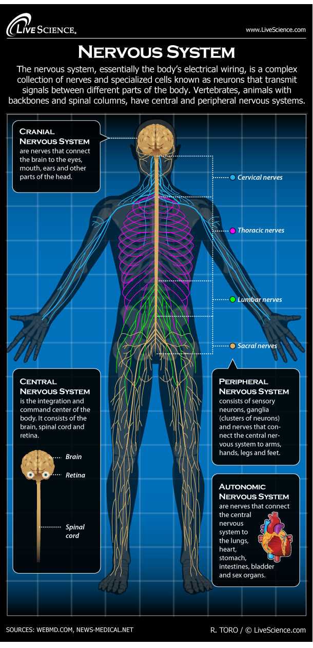 parts of the nervous system diagram