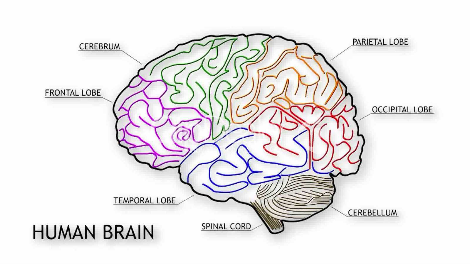 parts of the brain diagram