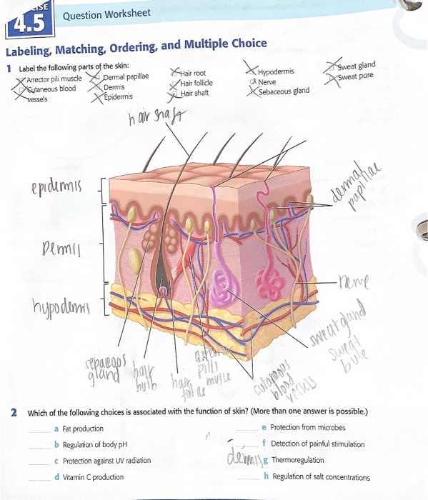 skin diagram with parts