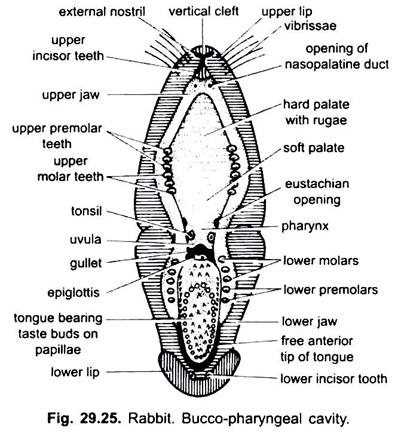 rabbit parts diagram