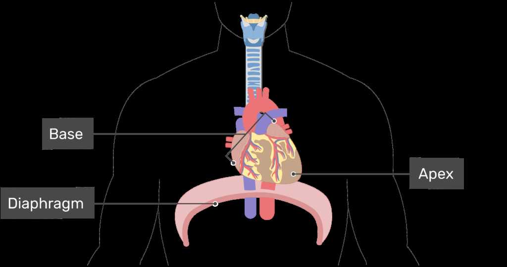 parts of your heart diagram