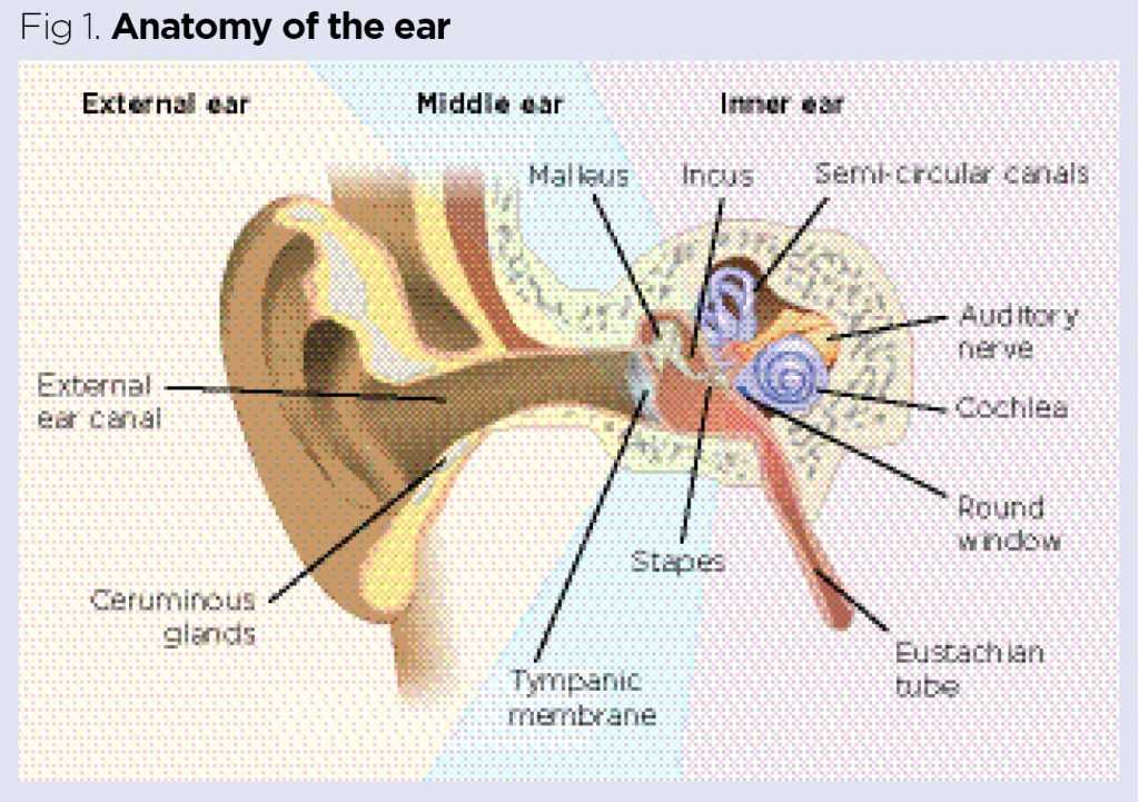 parts of the external ear diagram