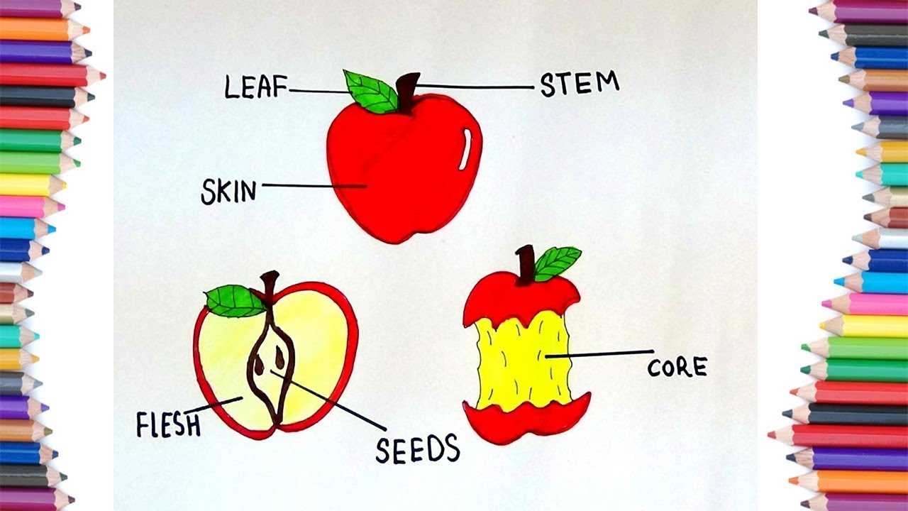 parts of an apple tree diagram