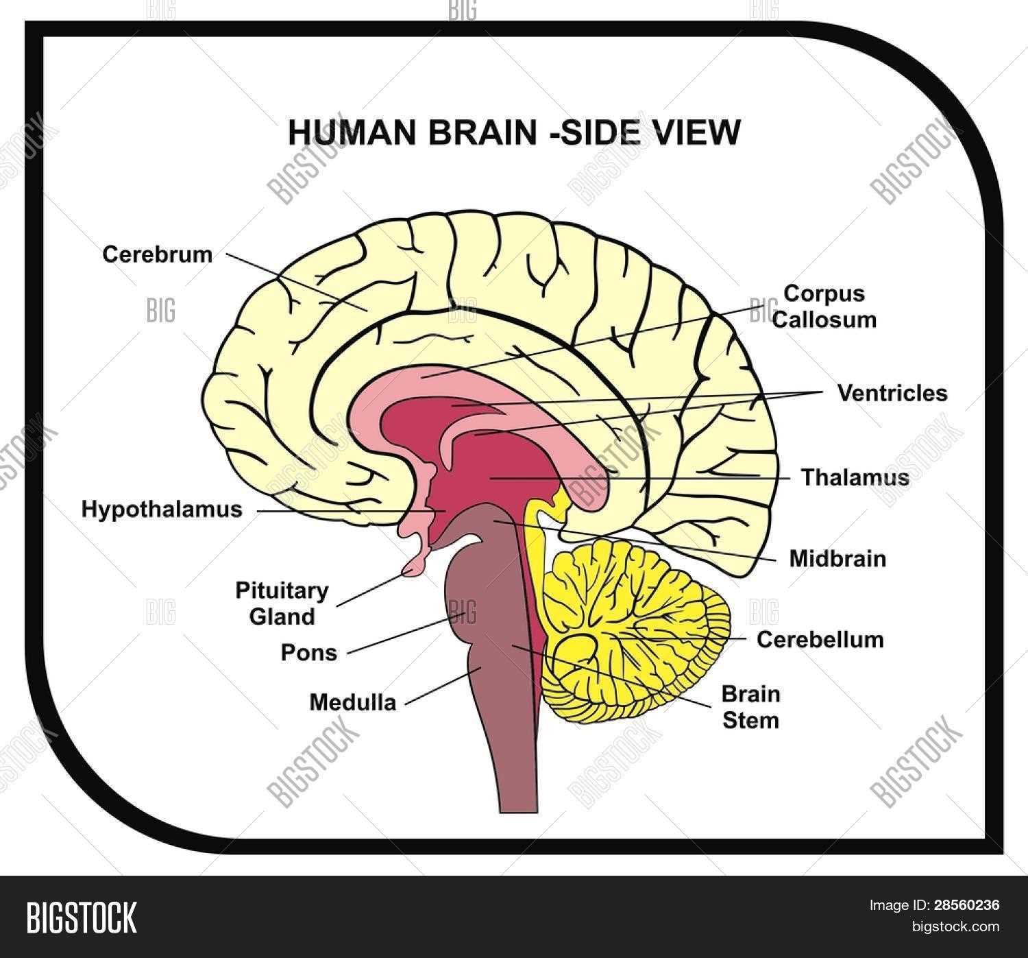 parts of the brain and what they do diagram