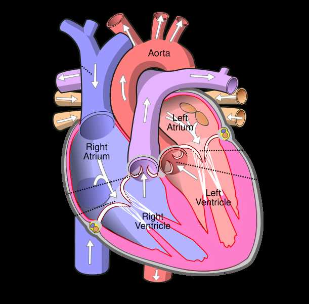 parts of human heart diagram