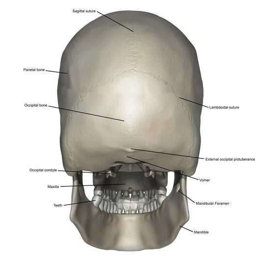 parts of skull diagram