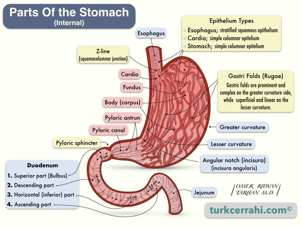 parts of the stomach diagram