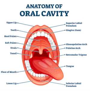 parts of tongue diagram