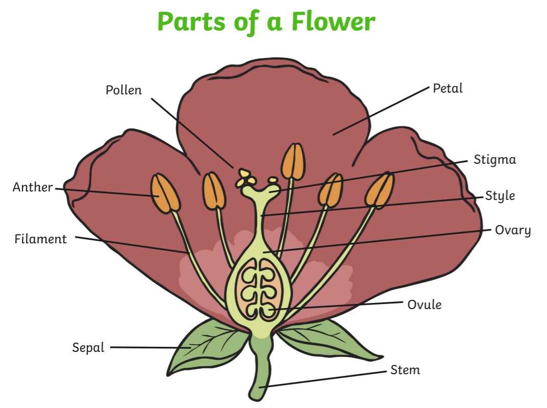 parts of flower with diagram