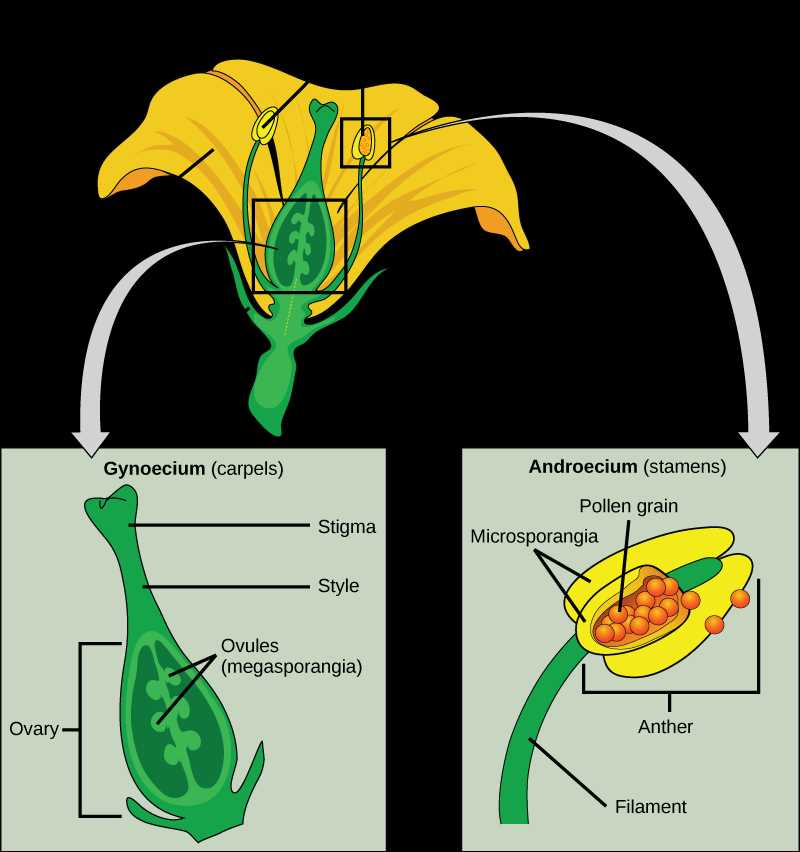 reproductive parts of a flower diagram