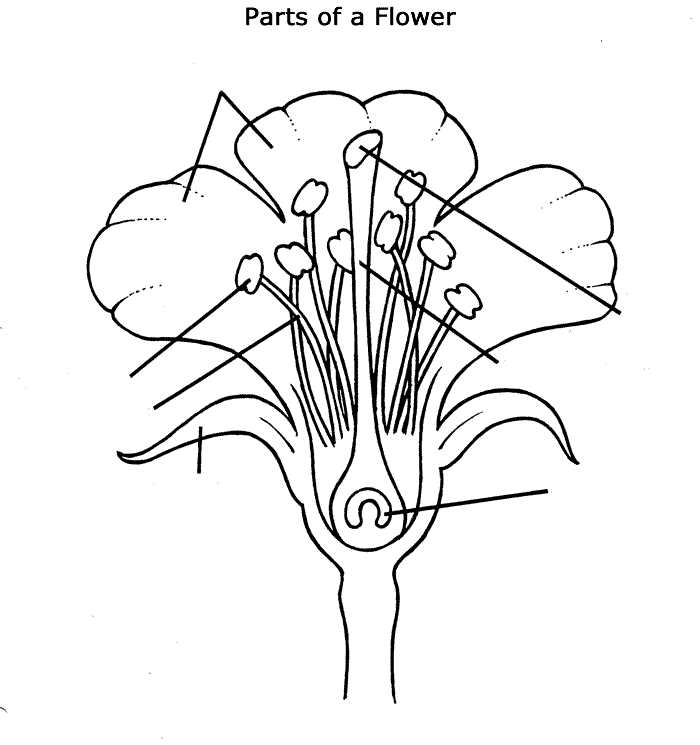 simple flower parts diagram