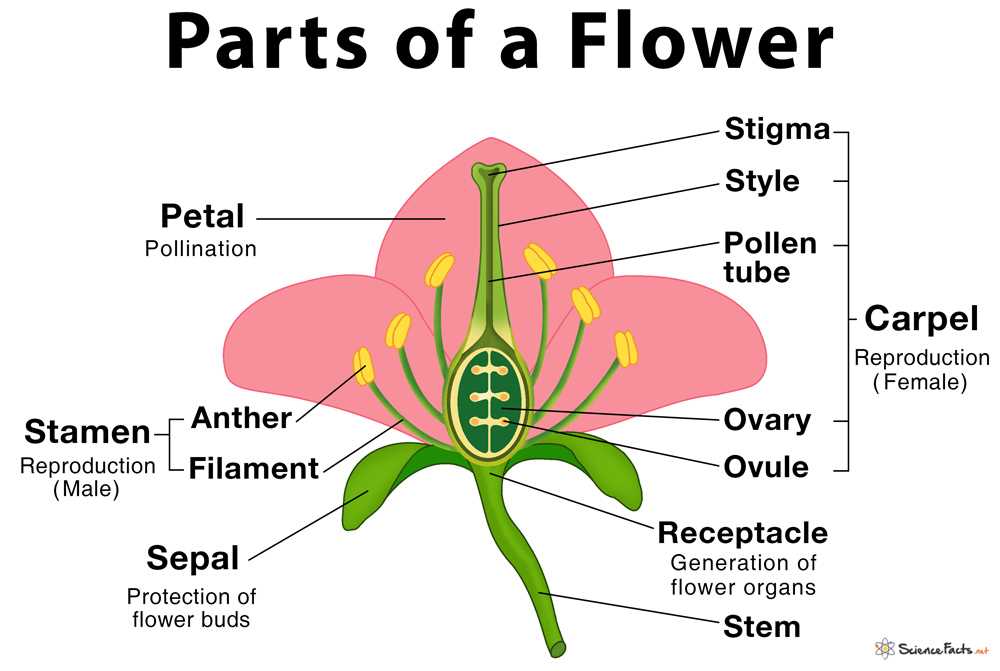 parts of flower diagram