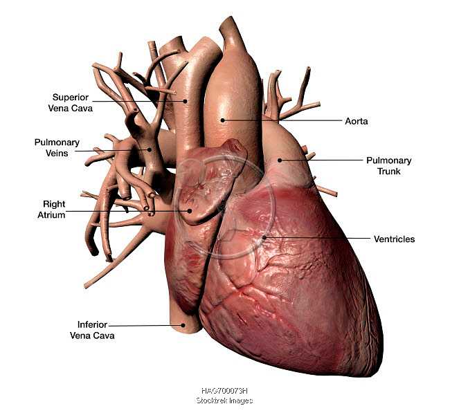 parts of heart diagram