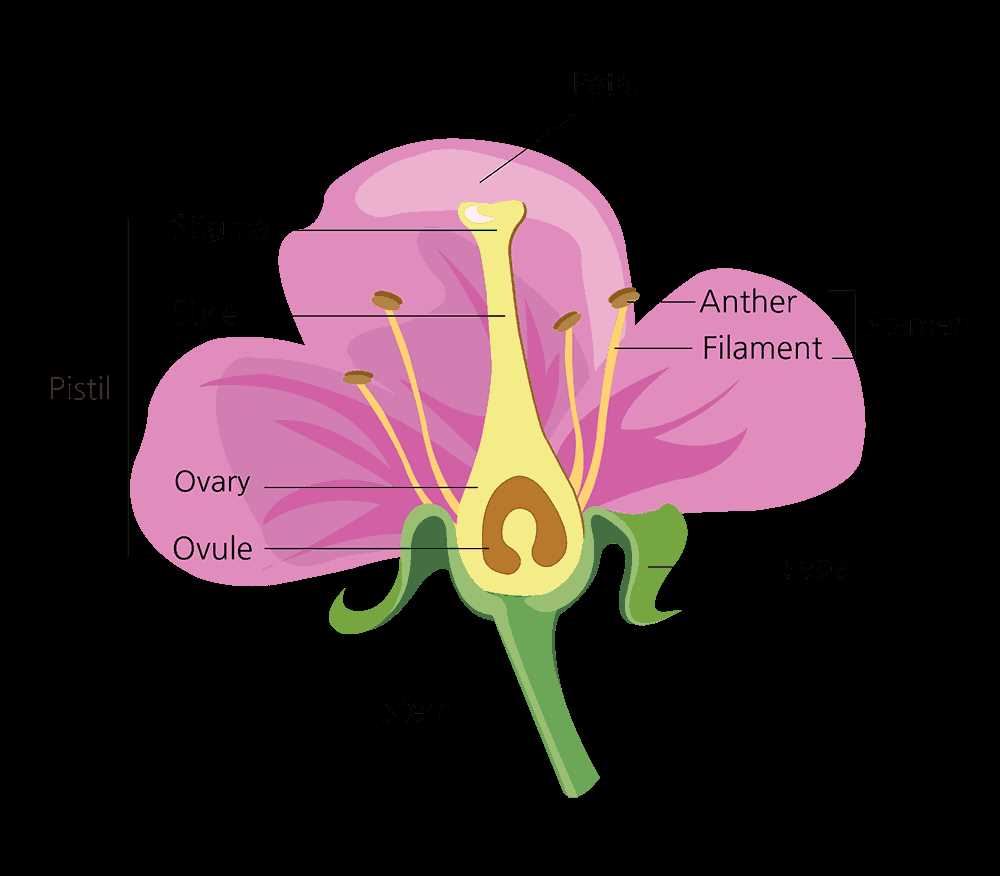 parts of flower diagram labeled