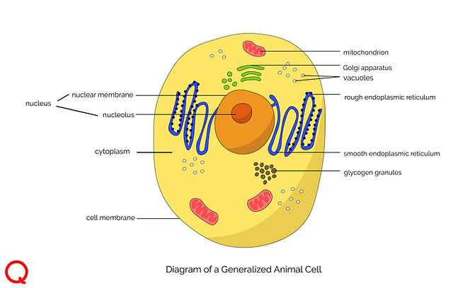 parts of animal cell diagram