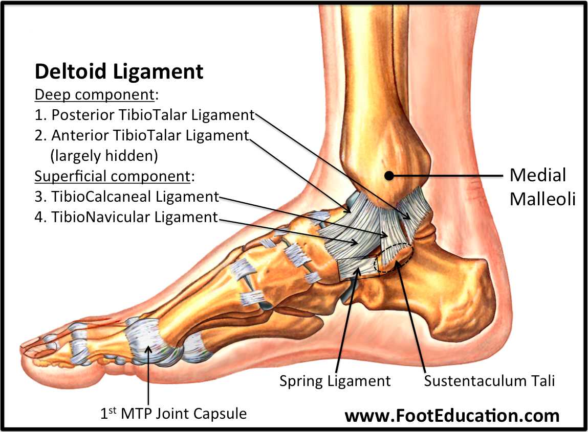 parts of foot diagram