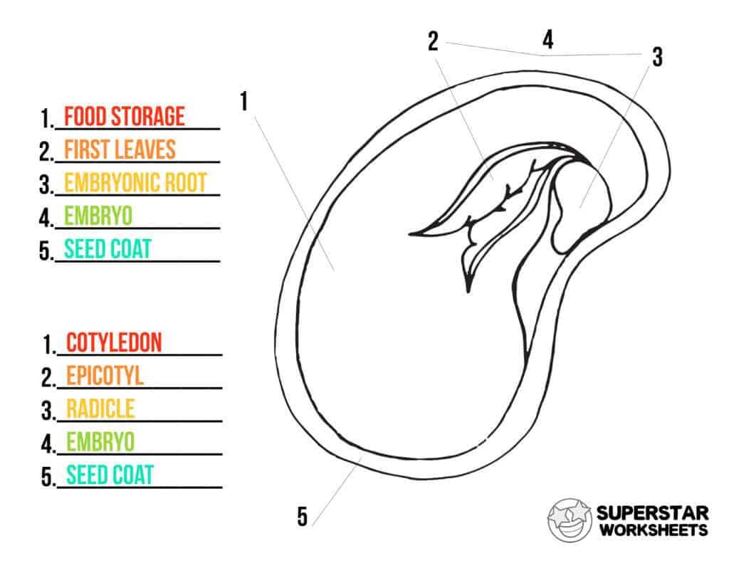 seed parts diagram