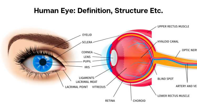 parts of eyeball diagram