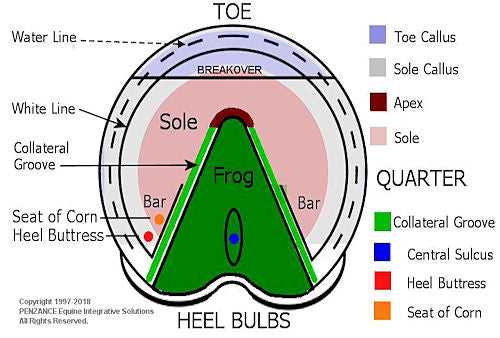 parts of the horse hoof diagram