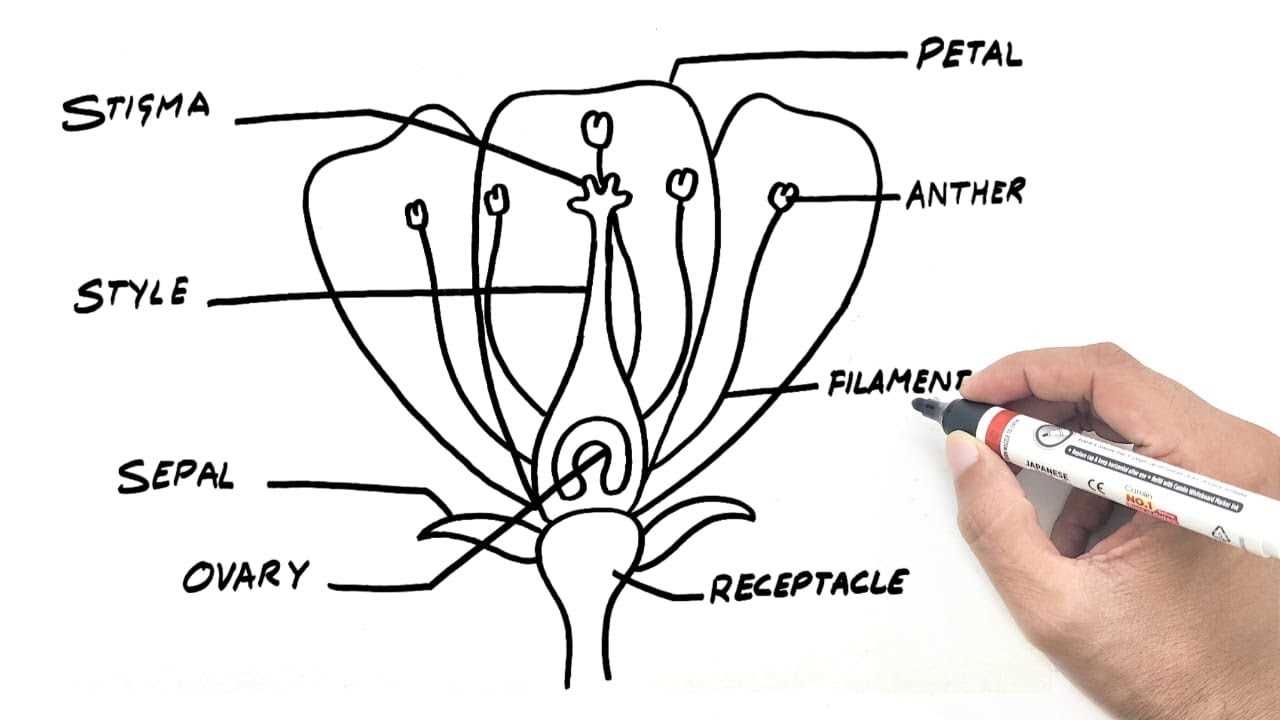 plant reproductive parts diagram