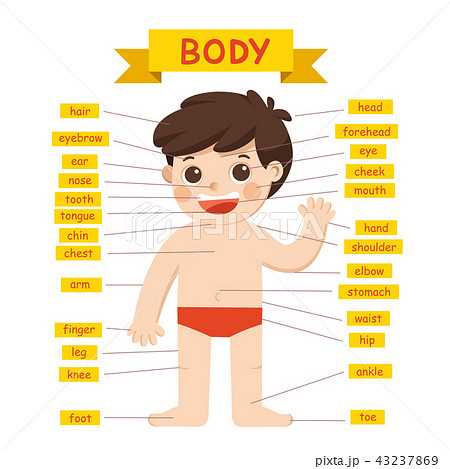 parts of the body diagram