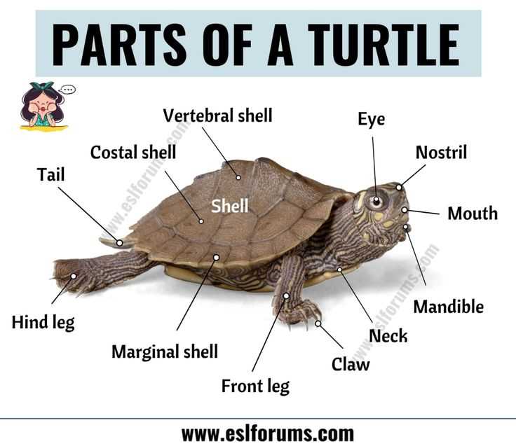 turtle body parts diagram