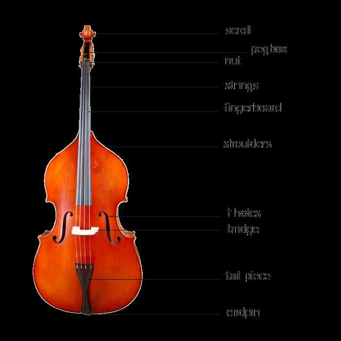 upright bass parts diagram