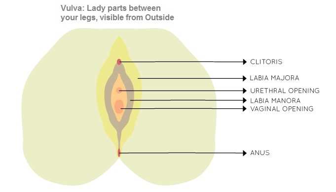 womens parts diagram