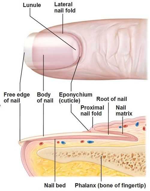 parts of the nail diagram