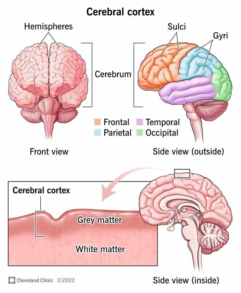 parts of human brain diagram