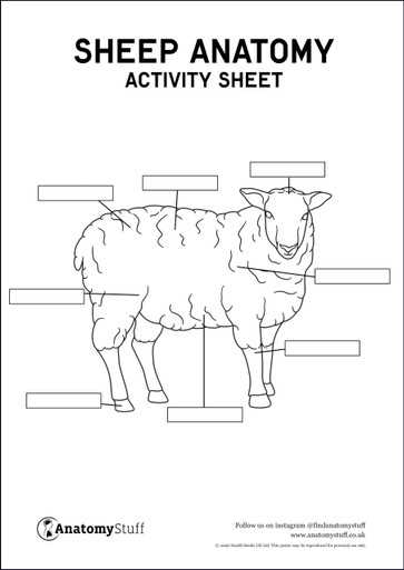 parts of a sheep diagram