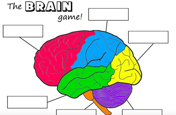 parts of the brain simple diagram