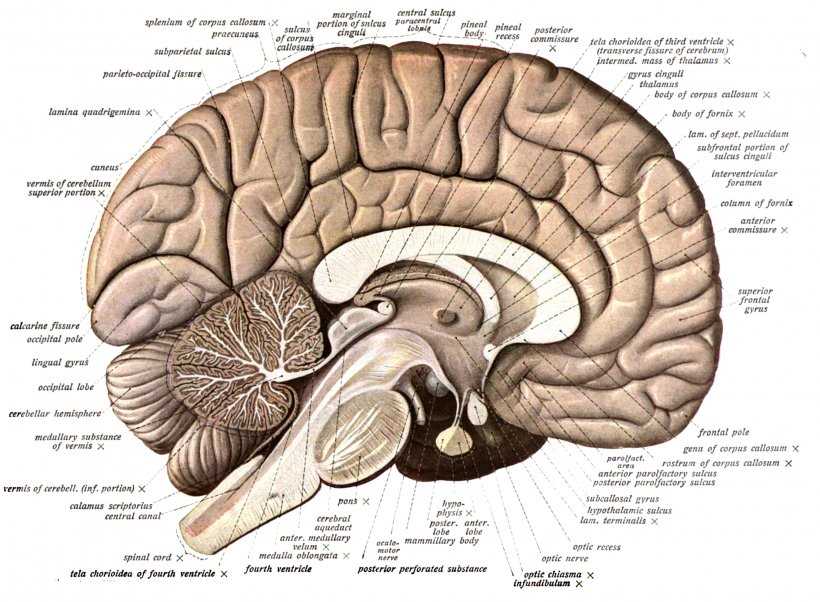 parts of the brain labeled diagram