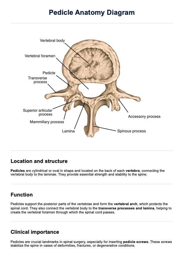 spine parts diagram