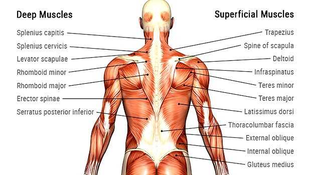 parts of your back diagram