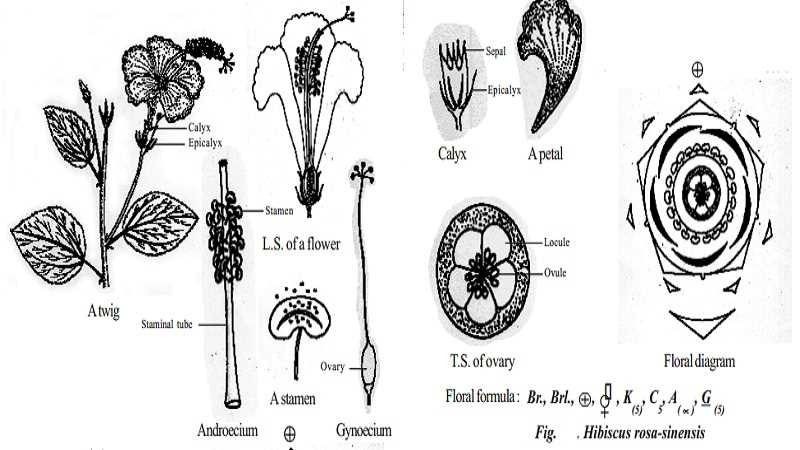 parts of hibiscus flower diagram