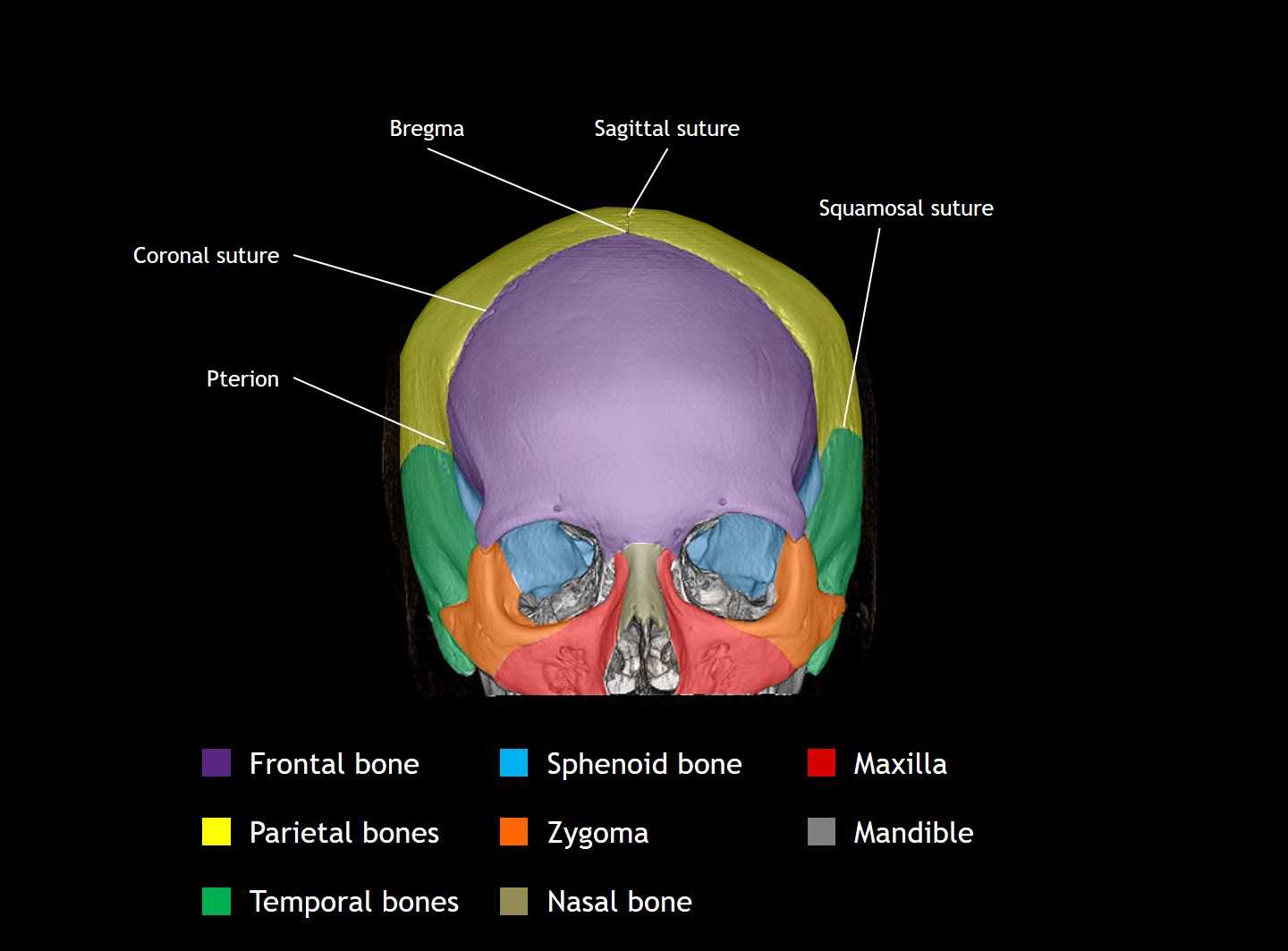 parts of the human skull diagram