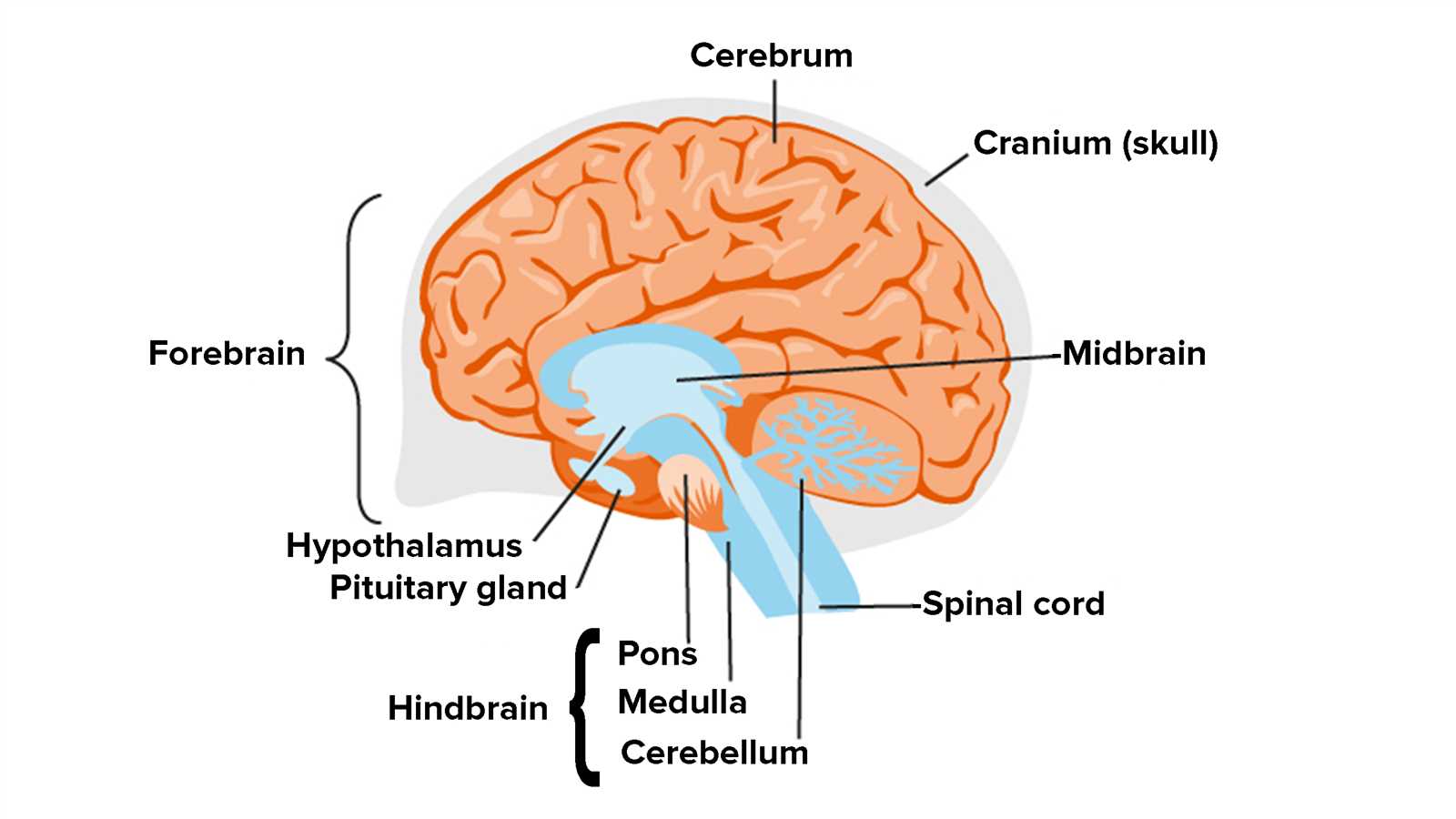 parts of the brain and functions diagram