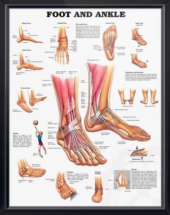 parts of the ankle diagram