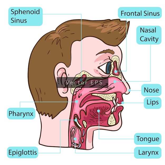 parts of human nose diagram