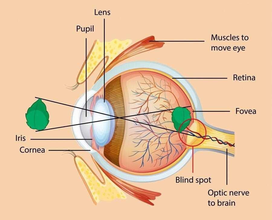 parts of the eye diagram labeled