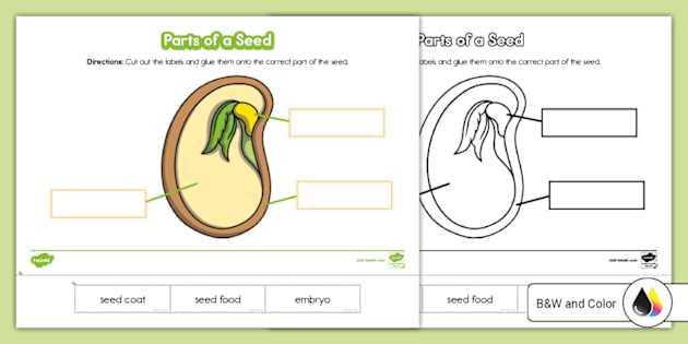 parts of a seed diagram