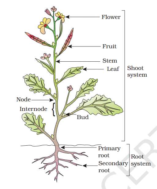 parts of rose flower diagram