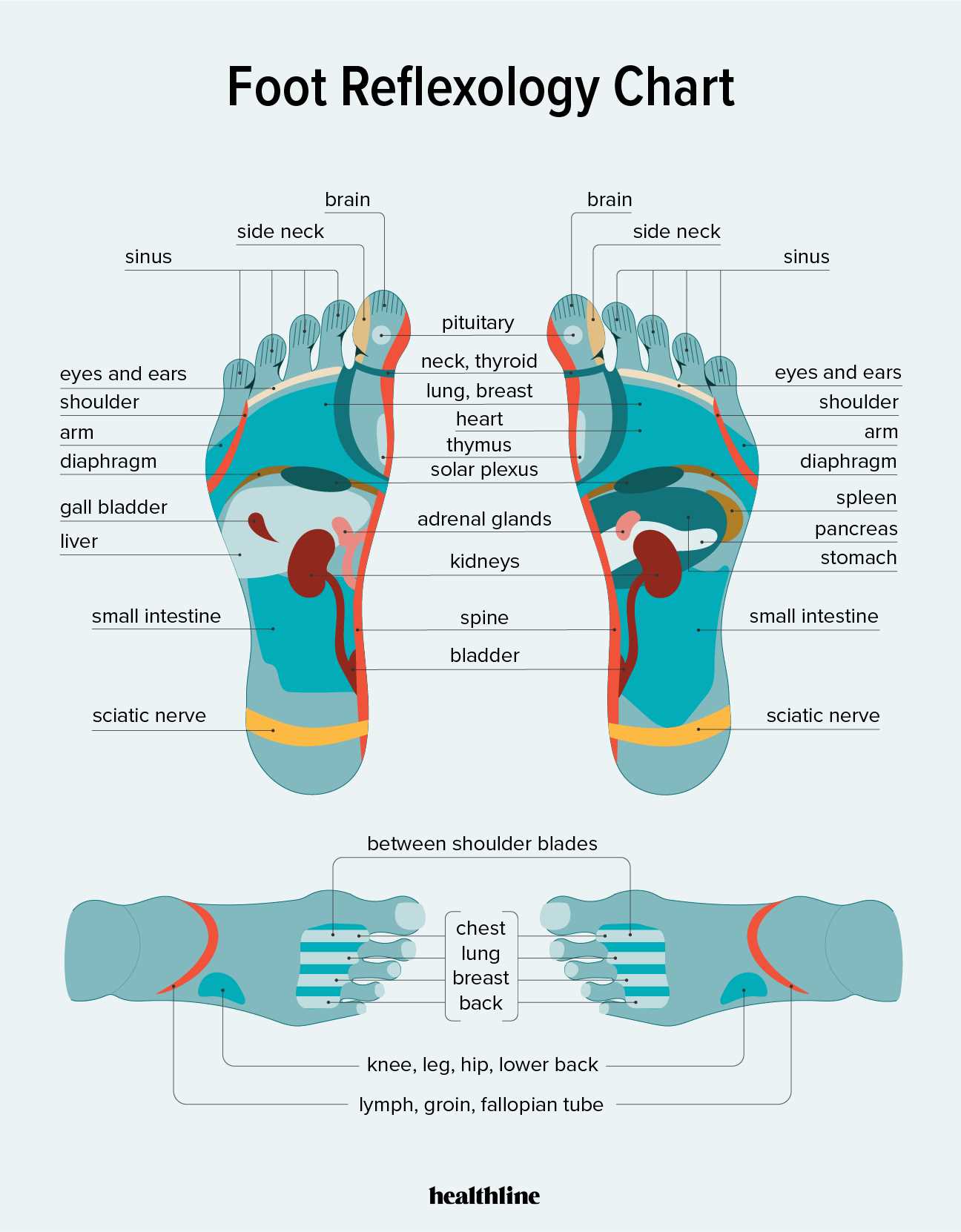 parts of the bottom of the foot diagram