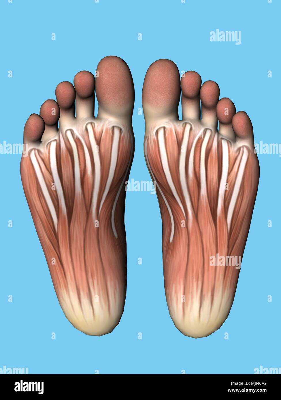 parts of the bottom of the foot diagram